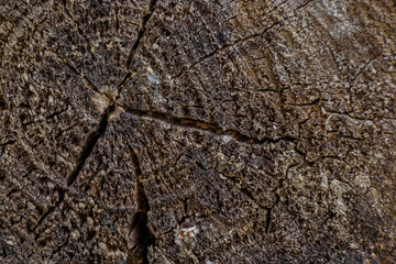 Background. Fragment of the end of an old tree cut down close-up.