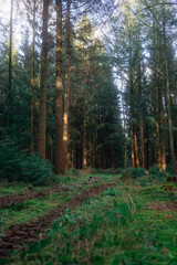 Frühlingsspaziergang im Wald mit dem Hund