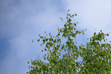 Birch branches against a summer sky with white clouds