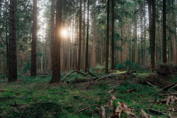 Frühlingsspaziergang im Wald mit dem Hund