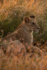 Lion in the morning light, Masai Mara
