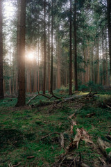 Frühlingsspaziergang im Wald mit dem Hund