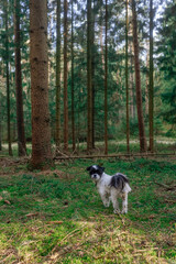 Naklejka na ściany i meble Frühlingsspaziergang im Wald mit dem Hund