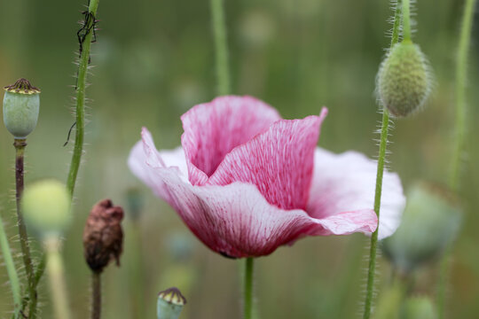 Close up shot of tender poppy petals.