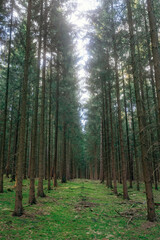 Frühlingsspaziergang im Wald mit dem Hund