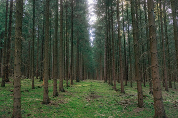 Frühlingsspaziergang im Wald mit dem Hund