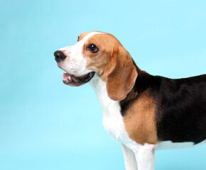 close-up beagle dog  on blue background in studio.