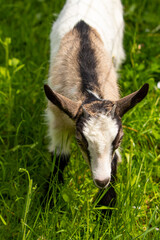 White - brown domestic goat on green field	