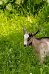 Small white - brown domestic goat grazing	