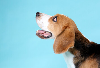 close-up beagle dog  on blue background in studio.