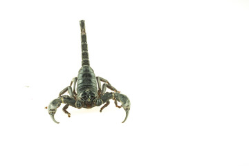 scorpion