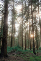 Obraz premium Frühlingsspaziergang im Wald mit dem Hund