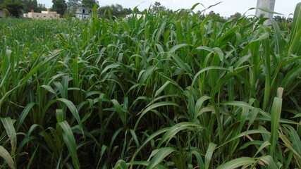 corn field in the morning