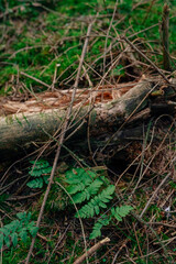 Frühlingsspaziergang im Wald mit dem Hund
