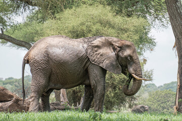 Obraz premium Large Bull Elephant in Tarangire National Park, Tanzania