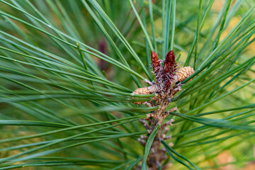 Brown female pine cones on trunk of branch of Pinus densiflora Umbraculifera. Blurred background. Selective focus. Sunny day in autumn landscape garden. Nature concept for design.