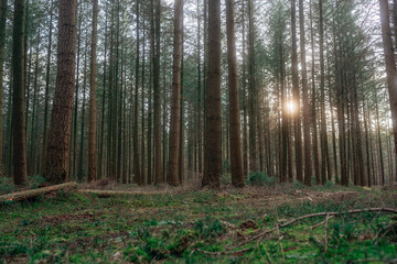 Frühlingsspaziergang im Wald mit dem Hund