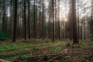 Frühlingsspaziergang im Wald mit dem Hund