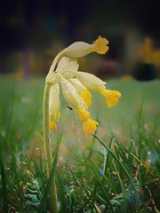 Cowslip and mosquito