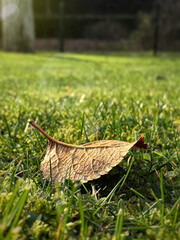 Leaf on a grass