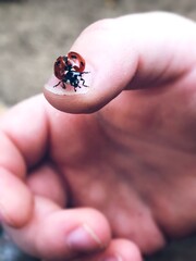 Ladybug on a kids hand