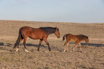 Fototapeta premium Wild Horse Mare and Foal in the Utah Desert