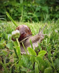 Snail after rain