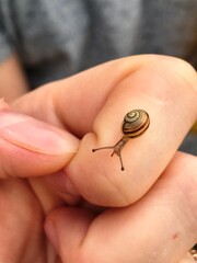 Tiny snail