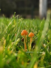 Couple of tiny mushrooms