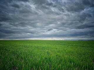 Fototapeta premium wheat field