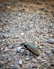 Big bug marching down the block