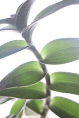 Closeup of White Velvet Plant Stem and Leaves