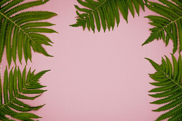 Paper pink background with green fern leaves