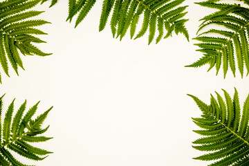 Background with grenn fern leaves, top wiew