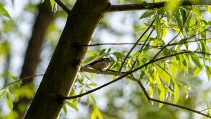 Fototapeta premium A fluffy long-tailed tit in the woods 