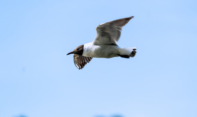 A Black-headed gull in flight looking for food