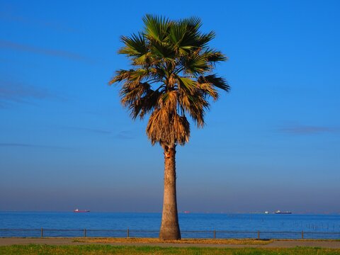 a palm tree standing on the beachside Kisarazu Chiba,Japan