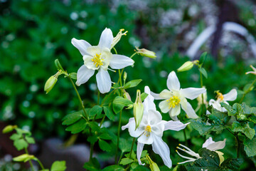 Aquilegia flower (granny's bonnet, columbine) perennial plant. Yellow red columbine. Aquilegia...