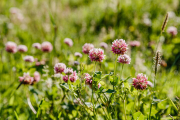 Trifolium pratense. Thickets of a blossoming clover. Red clover plants in sunshine. Honey bee at red clover flower. Flowering field with red clover and green grass.