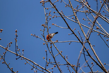 Pretty eurasian bullfinch sitting on branch, close up