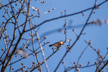 Eurasian bullfinch sitting on branch, close up