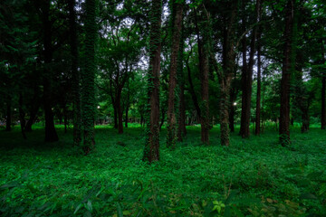 Fototapeta premium 深い森２