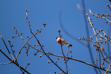 Eurasian bullfinch sitting on branch