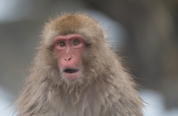 Close up of Japanese macaque, Japan