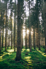 Frühlingsspaziergang im Wald mit dem Hund