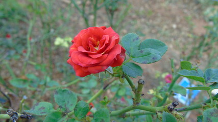 red poppies in the field