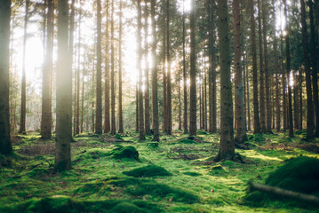 Frühlingsspaziergang im Wald mit dem Hund