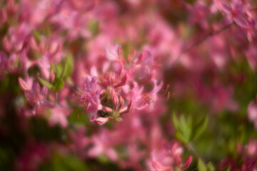 Fototapeta premium Azaleas flowers in the garden