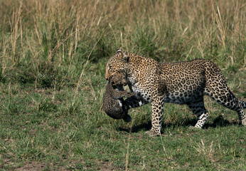 Leopard Bahati holding her cub in mouth and moving to safe place at Masai Mara, Kenya