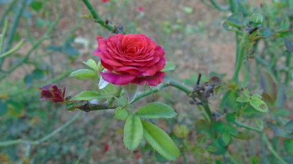 red rose in the garden